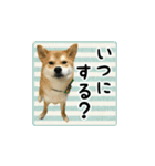 柴犬はちと弟くん（個別スタンプ：11）