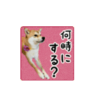 柴犬はちと弟くん（個別スタンプ：12）