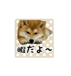 柴犬はちと弟くん（個別スタンプ：13）