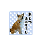 柴犬はちと弟くん（個別スタンプ：15）