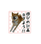 柴犬はちと弟くん（個別スタンプ：16）