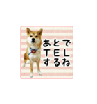 柴犬はちと弟くん（個別スタンプ：17）