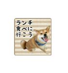 柴犬はちと弟くん（個別スタンプ：20）