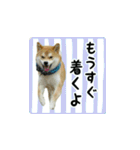 柴犬はちと弟くん（個別スタンプ：21）