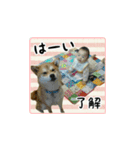 柴犬はちと弟くん（個別スタンプ：22）