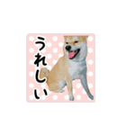 柴犬はちと弟くん（個別スタンプ：23）