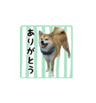 柴犬はちと弟くん（個別スタンプ：24）