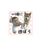 柴犬はちと弟くん（個別スタンプ：26）