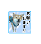 柴犬はちと弟くん（個別スタンプ：27）