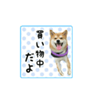 柴犬はちと弟くん（個別スタンプ：30）