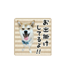 柴犬はちと弟くん（個別スタンプ：31）