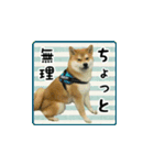 柴犬はちと弟くん（個別スタンプ：34）