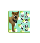 柴犬はちと弟くん（個別スタンプ：36）