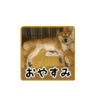 柴犬はちと弟くん（個別スタンプ：37）