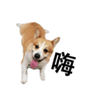 俺のコーギー パンパン（個別スタンプ：5）