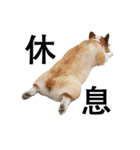 俺のコーギー パンパン（個別スタンプ：9）