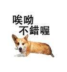 俺のコーギー パンパン（個別スタンプ：11）