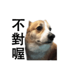 俺のコーギー パンパン（個別スタンプ：12）