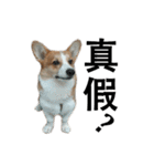 俺のコーギー パンパン（個別スタンプ：19）