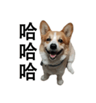 俺のコーギー パンパン（個別スタンプ：20）