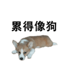 俺のコーギー パンパン（個別スタンプ：22）
