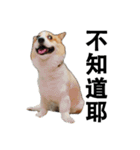 俺のコーギー パンパン（個別スタンプ：24）