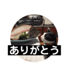 ハチとアンコ 2（個別スタンプ：2）
