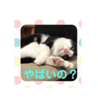 ハチとアンコ 2（個別スタンプ：3）