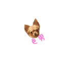 チワワS（個別スタンプ：1）