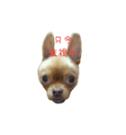チワワS（個別スタンプ：3）