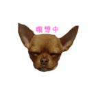 チワワS（個別スタンプ：7）