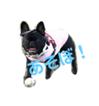 フレンチブルドッグ凛（個別スタンプ：1）