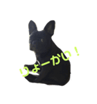 フレンチブルドッグ凛（個別スタンプ：6）