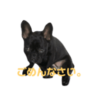 フレンチブルドッグ凛（個別スタンプ：7）