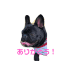 フレンチブルドッグ凛（個別スタンプ：8）