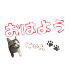 癒し猫**実写**日常会話ver2（個別スタンプ：1）