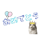 癒し猫**実写**日常会話ver2（個別スタンプ：3）