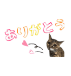 癒し猫**実写**日常会話ver2（個別スタンプ：4）