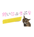 癒し猫**実写**日常会話ver2（個別スタンプ：16）