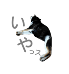 柴犬柴楽(しばらく)の日常（個別スタンプ：3）