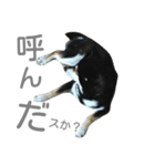 柴犬柴楽(しばらく)の日常（個別スタンプ：7）