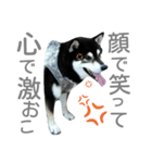 柴犬柴楽(しばらく)の日常（個別スタンプ：8）