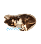 チワワそらのつぶやき（個別スタンプ：3）