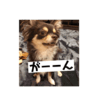 チワワそらのつぶやき（個別スタンプ：7）