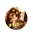 チワワそらのつぶやき（個別スタンプ：8）