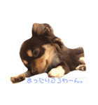 チワワそらのつぶやき（個別スタンプ：11）