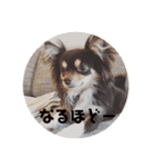 チワワそらのつぶやき（個別スタンプ：13）