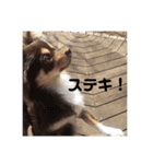 チワワそらのつぶやき（個別スタンプ：15）
