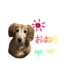 レイド♡#犬 #ミニチュアダックス #写真（個別スタンプ：1）