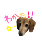 レイド♡#犬 #ミニチュアダックス #写真（個別スタンプ：3）